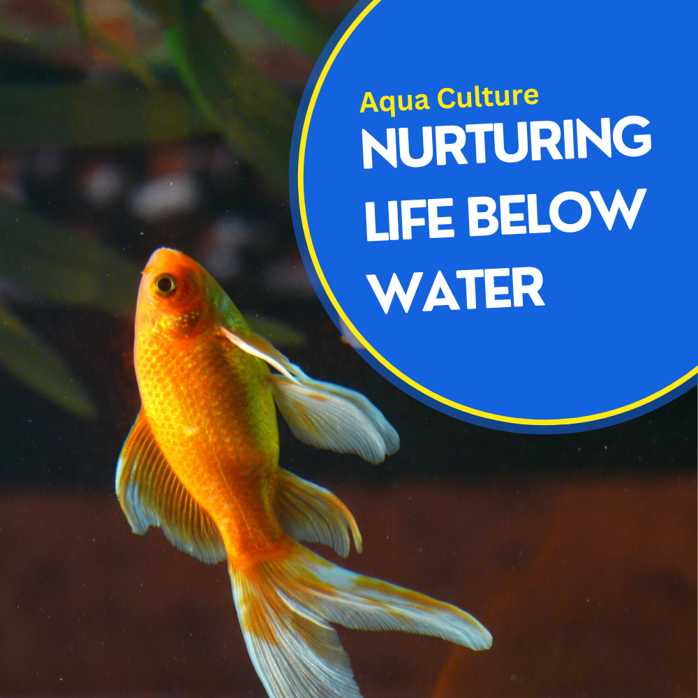 Aqua Culture (1000 x 1000 px)
